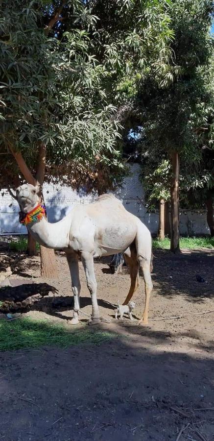 Habibi Nubian Guest House-Nubian Hospitality Aswan Exteriör bild